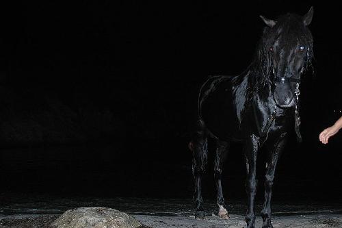 Menorcan black horse