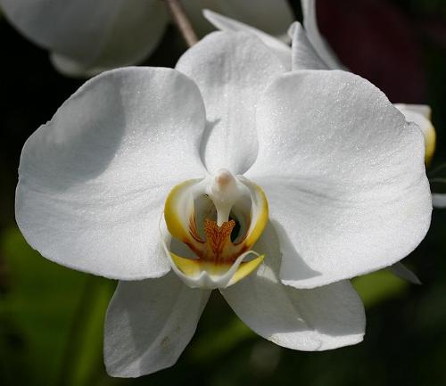 White Orchid, Menorca