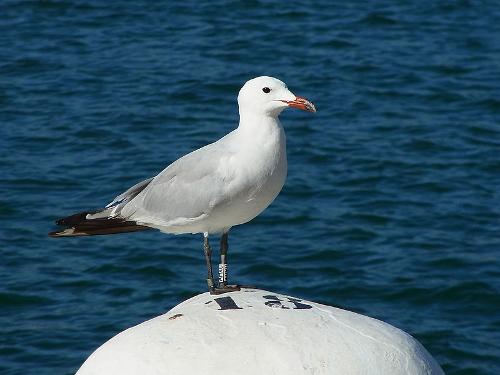 Seagull in the harbor of Mahon, Menorca