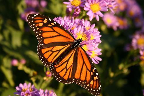 Monarch butterfly, Mexico