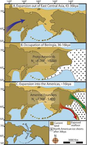 Maps depicting each phase of our three-step colonization model for the peopling of the Americas