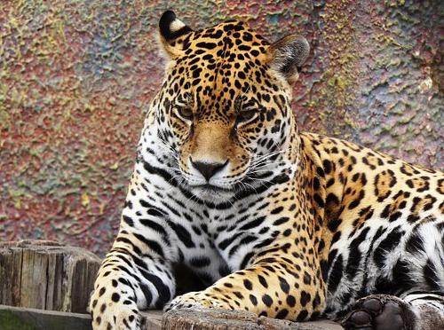 Jaguar, Mexico