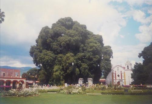 Ahuehuete, national tree of Mexico