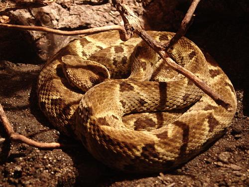 Common lancehead, most dangerous snake in Mexico