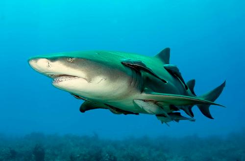 Lemon shark, Mexico