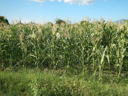 Cornfield Mexico