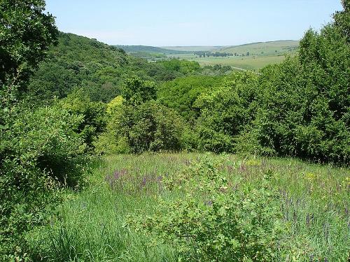 Moldova Vegetation