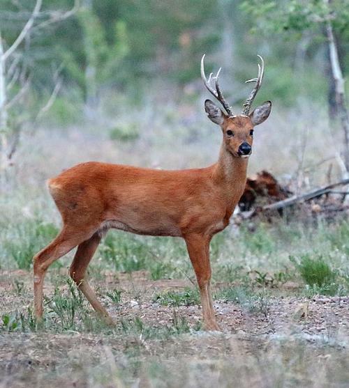 Siverian Deer, Moldova