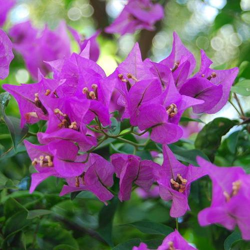 Bougainvillea, Monaco