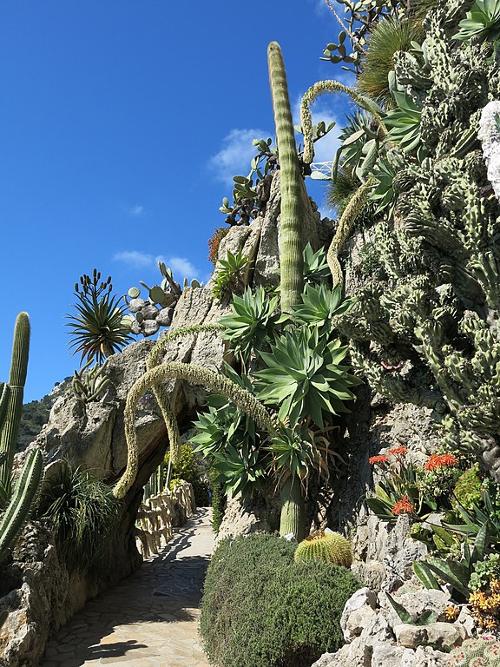 Jardin Exotique Monaco