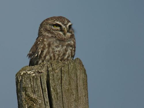 Little Owl, Montenegro