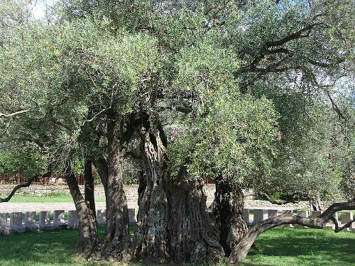 Old Olive Tree in Bar, Montenegro