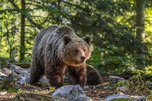 Brown Bear, Montenegro