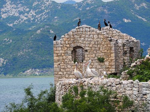 Cormorants and Pelicans, Montenegro