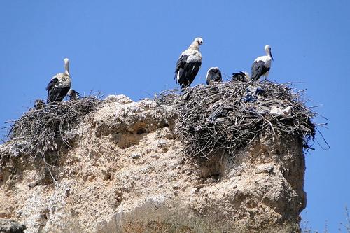 Storks near Meknes, Morocco