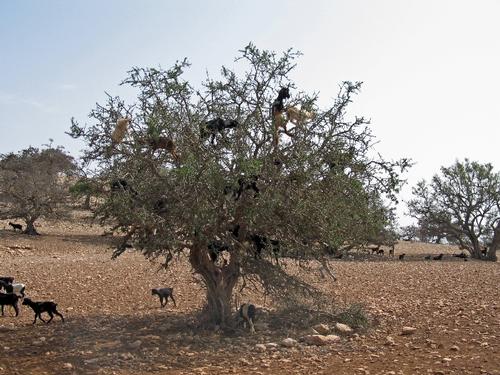Morocco goats climb in an Argania tree