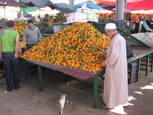 Plenty Oranges in Morocco