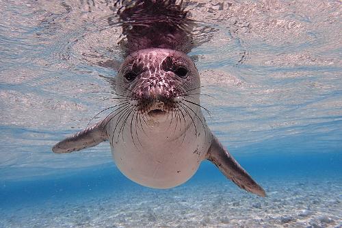 Monk Seal, Mykonos