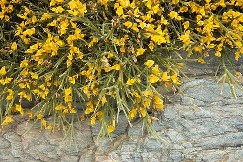 Plants Naxos: Genista acanthoclada