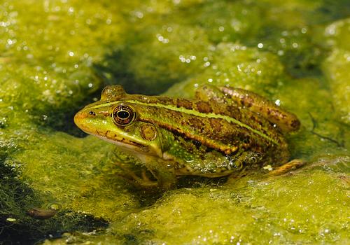Naxos animals: Balkan lake frog