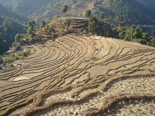 Farmland Nepal