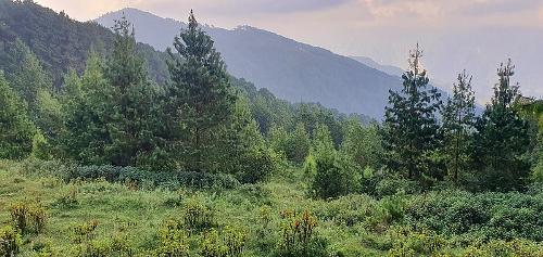 Nepal Vegetation