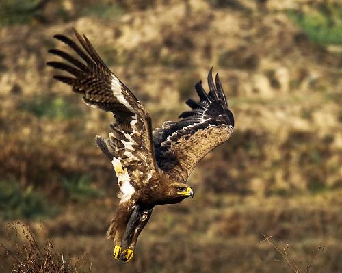 Eagle Nepal