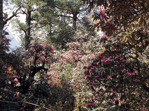 Rhododendron national flower of Nepal