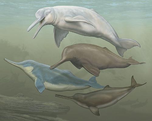 River dolphins Nepal