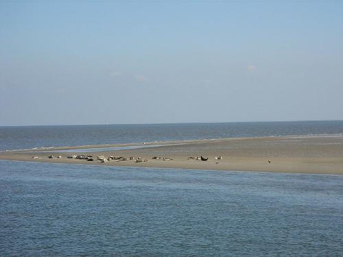 Wadden Sea - Seals on a Sandbank