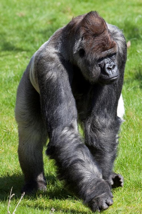 Gorilla Bokito in Blijdorp zoo in Rotterdam