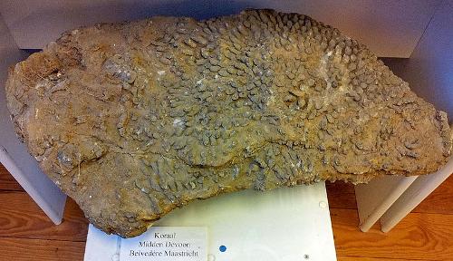 Devonian fossil coral from the Belvédère quarry in Maastricht, Netherlands