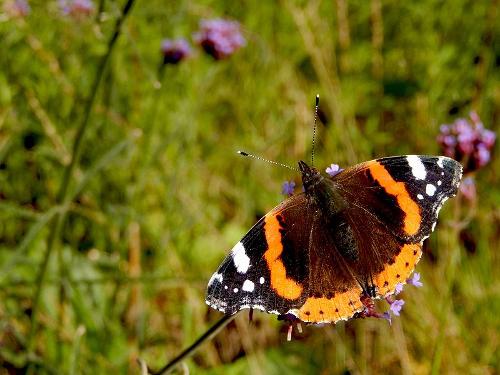 Atalanta butterfly, Netherlands