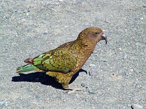 Kea, rare bird in New Zealand