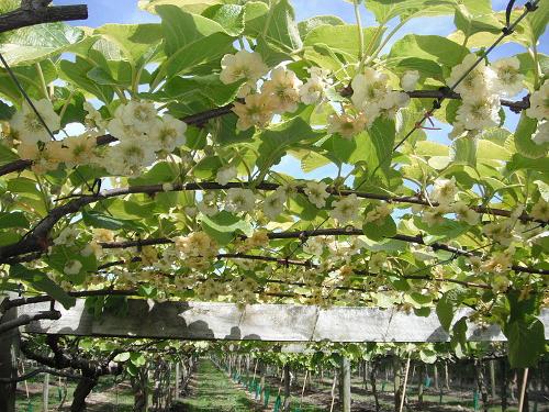 Kiwis, improtant export product of New Zealand