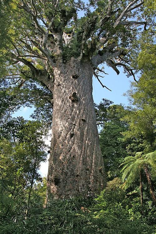 Kauri tree 