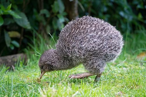 Little spotted kiwi, New Zealand