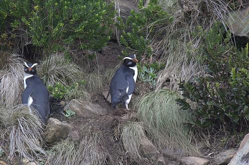 Fiordland crested penguin, rare in New Zealand
