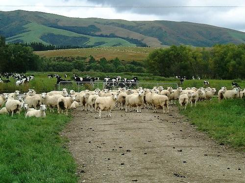 New Zealand has a lot of sheep, a great lot