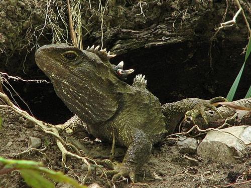 Tuatara live only in New Zealand