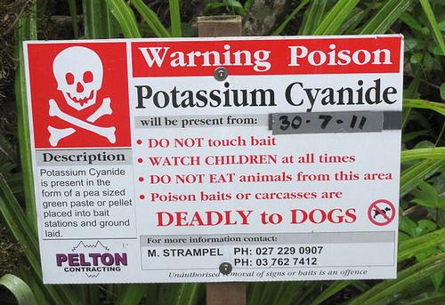 Possums are a real threat and are fought with poison in New Zealand