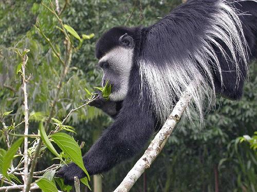 Colobus Monkey, Nigeria