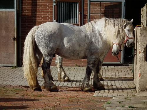 Percheron Normandy