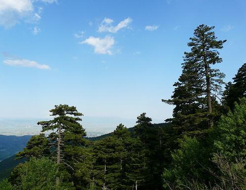 Pine trees in Pellister, Nort Macedonia