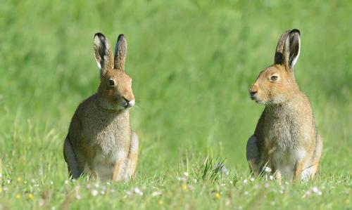 Irish Hare