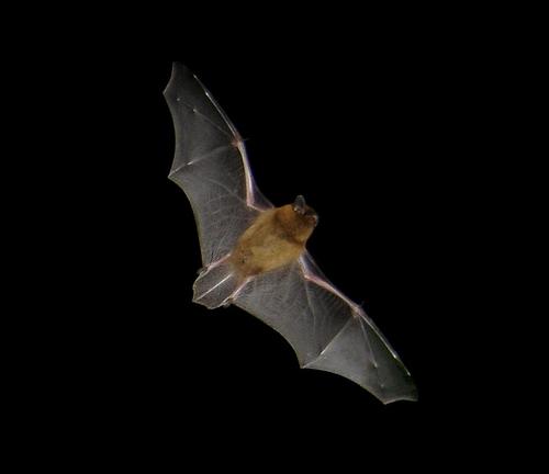 Pipistrelle Bat Northern Ireland