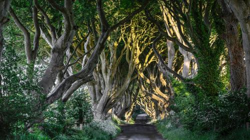 Dark Hedges Northern Ireland