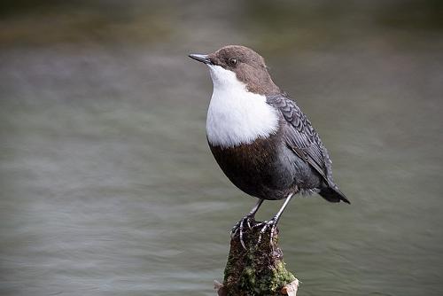 Dipper, national bird of Norway