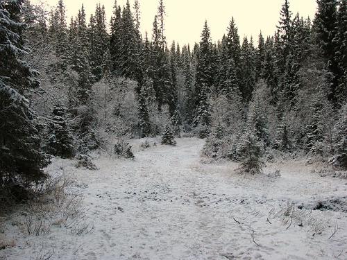 Snowy coniferous forest, Norway 