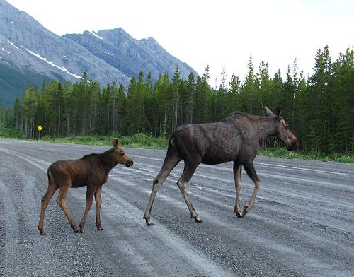 Moose mother and young, Norway